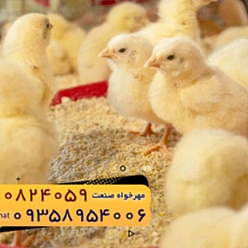جوجه گوشتی نژاد راس ۳۰۸ مهرخواه صنعت