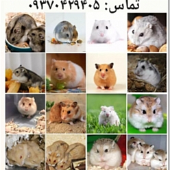 فروش انواع همستر تهران