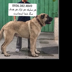 سگ سرابی 